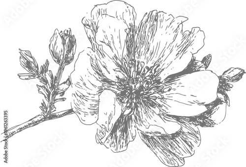 Detailed hand drawn flower illustration with blooming petals and unopened buds on a slender stem