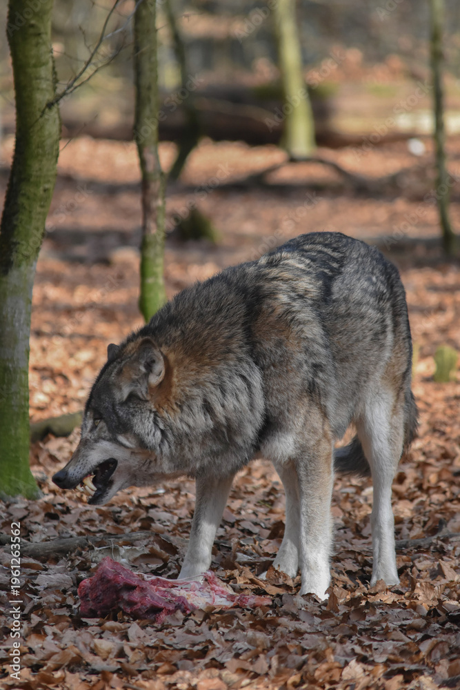 Obraz premium Aggressive wolf baring sharp fangs over raw meat