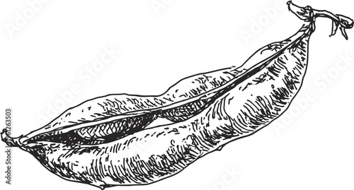 Hand drawn fresh pea pod with peas inside, botanical garden vegetable illustration