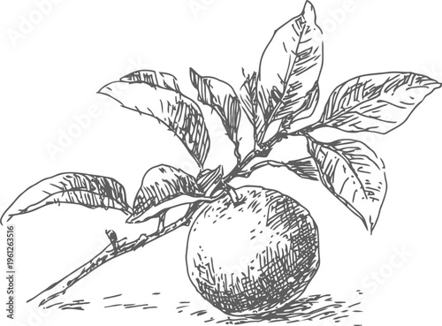 Hand drawn orange fruit with leaves on branch vintage botanical illustration of citrus plant