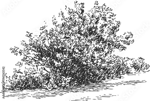 Detailed black and white ink drawing of a wild bush with dense foliage and branches