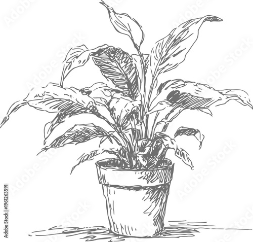 Peace lily plant in flowerpot hand drawn illustration of indoor houseplant with broad leaves in a container