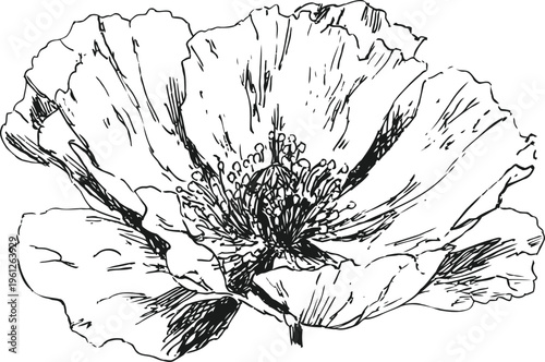 detailed black and white poppy flower illustration with delicate petals and intricate stamen design