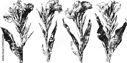 black ink hand drawn artichoke flower illustrations in vintage botanical engraving style, isolated set