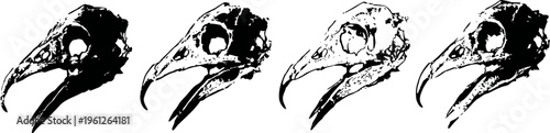 detailed bird skull illustrations showing progressive stages of decay and structure