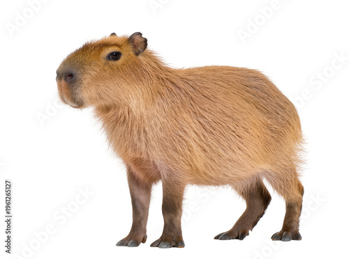 Фотография Isolated capybara standing in profile, a large semi-aquatic rodent with shaggy b