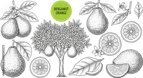 Bergamot orange botanical engraving set with fruits, slices, leaves and tree. Hand drawn vintage citrus illustration. Detailed retro style for packaging and organic product design.