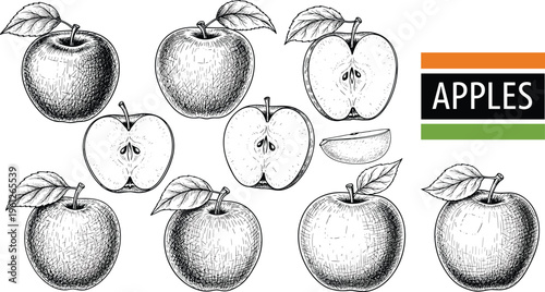 Apple engraving set with whole and sliced fruits. Hand drawn vintage botanical illustration with detailed shading. Ideal for packaging, labels, branding and organic food design.