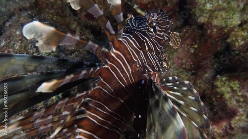 lionfish  underwater searching and patroling rocks for food