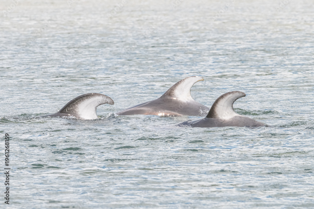 Fototapeta premium 3 dolphins in the water