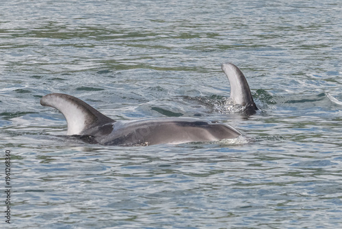 pacific white sided dolphins