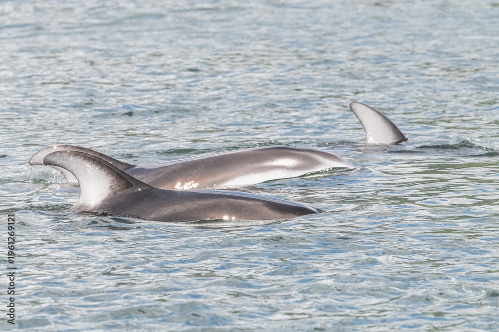 Fototapeta premium Pacific white sided dolphins