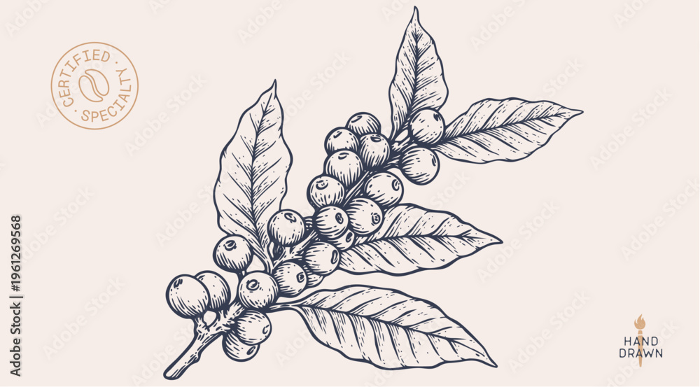 Fototapeta premium Vintage coffee branch bean plant sketch, organic cafe engraved logo. Botanical coffee plant bean branch identity, eco natural drawing. Bean branch plant coffee sketch. Vector Illustration