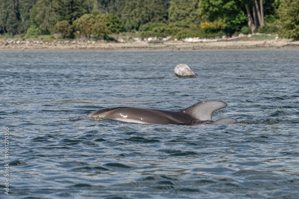 Fototapeta premium two dolphins playing