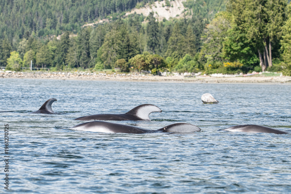 Fototapeta premium dolphins in the ocean