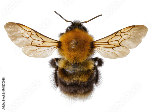 Fotografía Isolated fluffy bumblebee with vibrant orange and black stripes, wings spread, o
