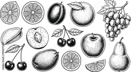 Vintage fruit engraving set with apple, pear, grapes, cherries and citrus slices. Hand drawn botanical illustrations. Detailed retro style perfect for packaging, menus and organic food design.