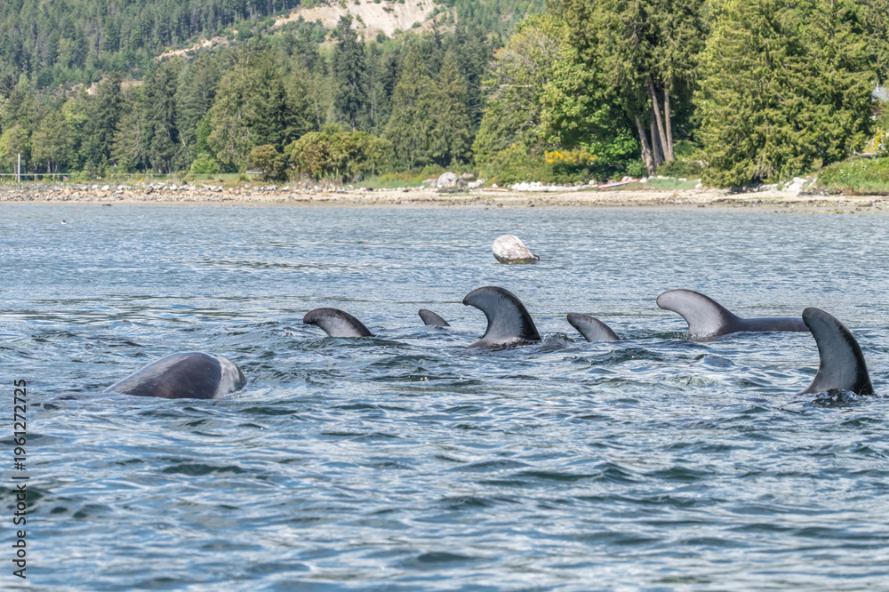 Fototapeta premium dolphins swimming 