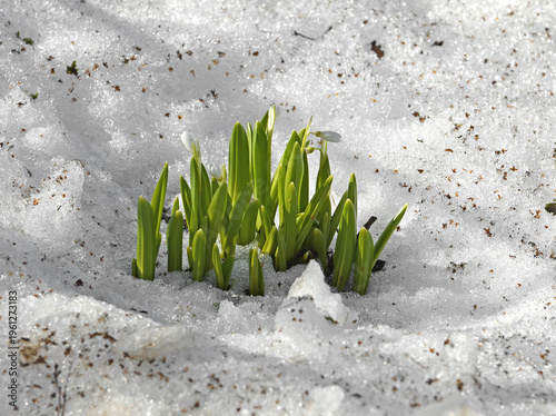 First snowdrops blossomed among snow
