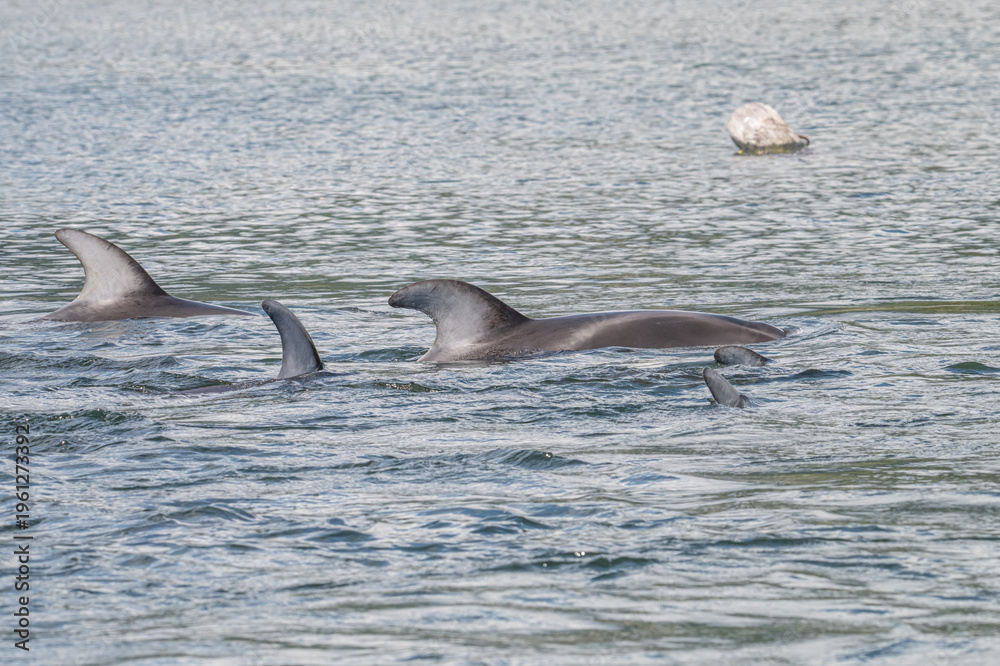 Fototapeta premium dolphin in the water