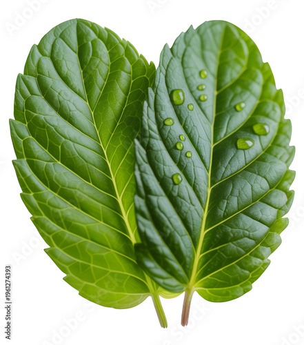 Two green leaves with water droplets on black plant nature isolated on a transparent background