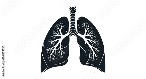 Detailed human lungs illustration with branching airways a striking silhouette