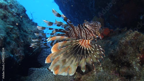 lionfish  underwater searching and patroling rocks for food mediterranean sea