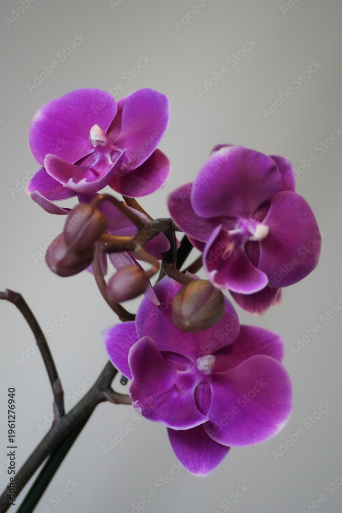 Obraz premium Orchid flower photographed in natural light with a clean background.