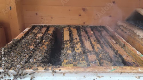 Close-up of beekeeper frames covered with honey bees and bee smoker smoke