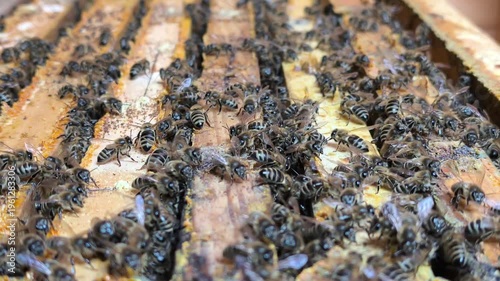 Detailed close-up from above looking into open beehive frames covered with hundreds of bees