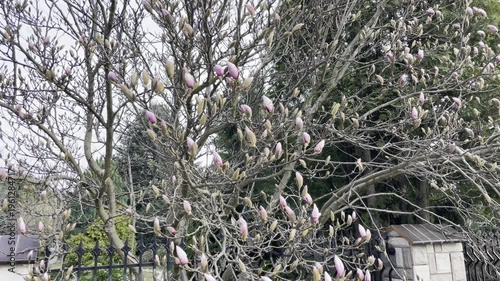 Velvet petals: close - up of growing magnolia blosson