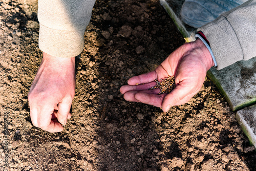 Billede på lærred Gardener's hand with seeds, planting radish seeds in soil.