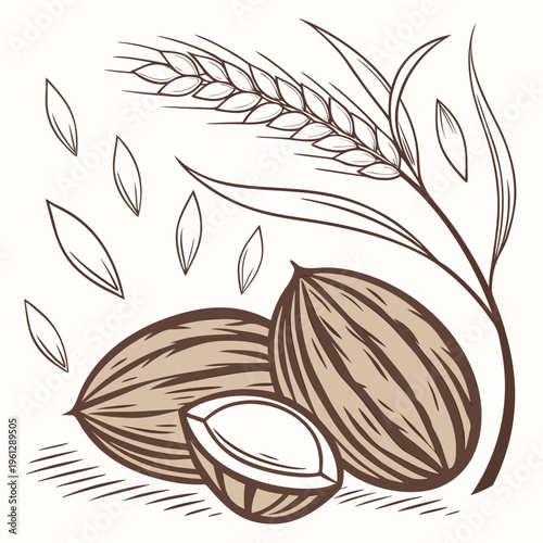 A drawing of three walnuts and a wheat stalk
