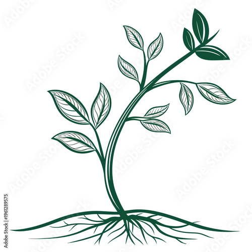 A green plant sprout with roots and leaves