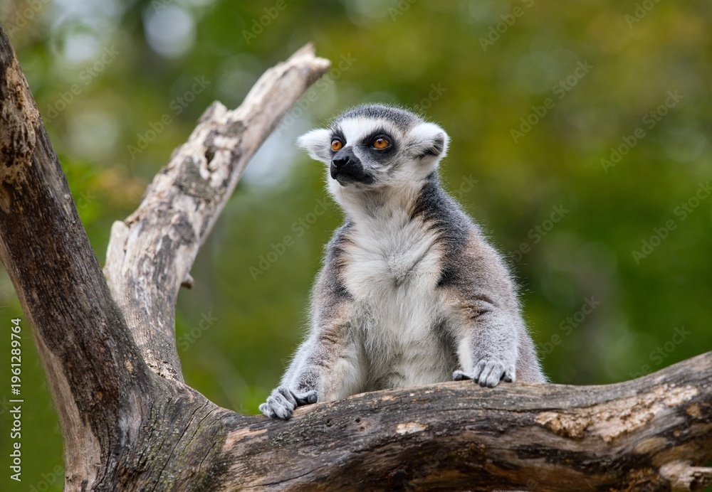 Obraz premium ring tailed lemur catta