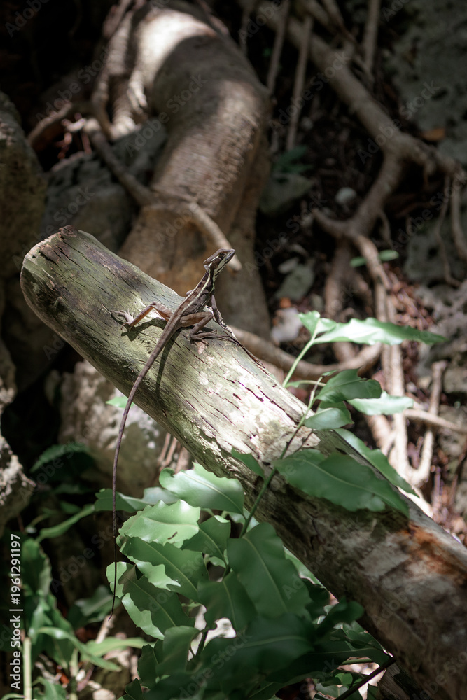 Fototapeta premium Small brown lizard perched on weathered wooden log