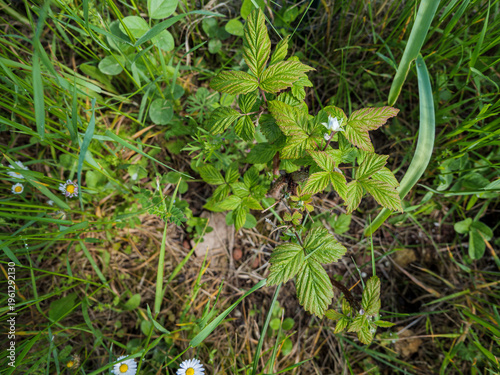 Foto Rubus idaeus raspberry plant with green leaves and spring blossom