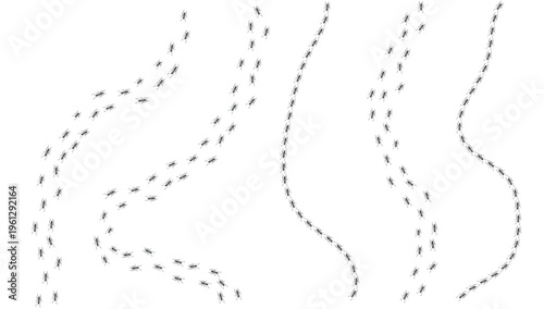 Ant trail. Walking group of black insects. Line of worker ants marching in search of food. Curve footpath of home pest isolated on transparent background. Vector illustration