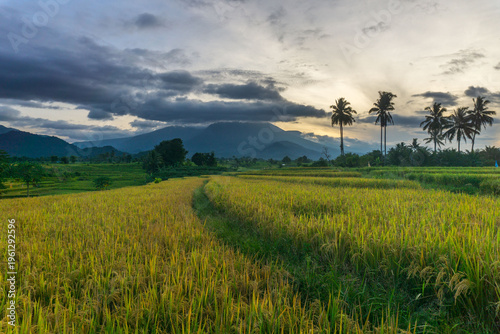 Beautiful morning view in Indonesia, panoramic landscape of rice fields with mountain ranges and clear sky