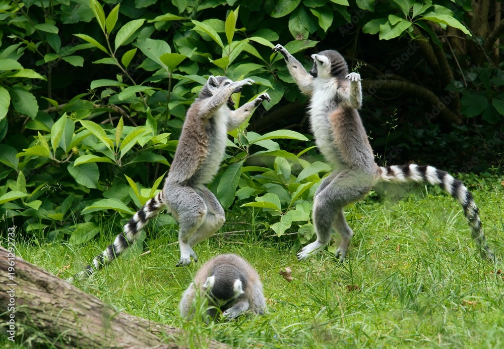 Obraz premium ring tailed lemur catta