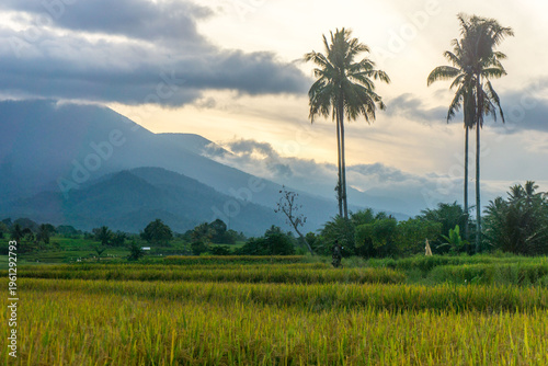 Beautiful morning view in Indonesia, panoramic landscape of rice fields with mountain ranges and clear sky