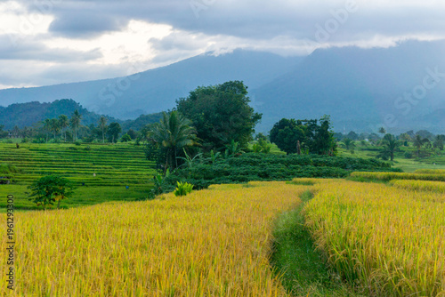 Beautiful morning view in Indonesia, panoramic landscape of rice fields with mountain ranges and clear sky