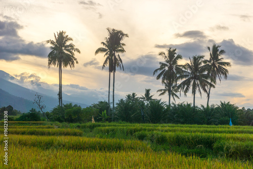 Beautiful morning view in Indonesia, panoramic landscape of rice fields with mountain ranges and clear sky