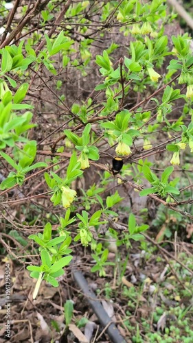 Bumblebee (Bombus) pollinating blooming Honeyberry (Lonicera caerulea) in early spring garden