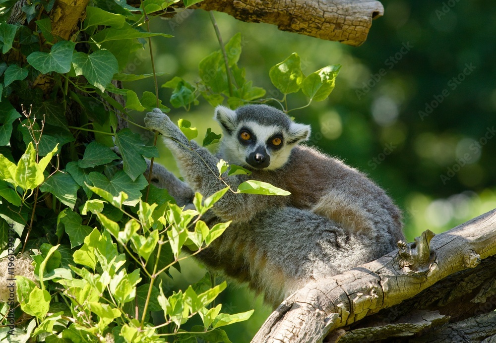 Obraz premium lemur catta portrait 