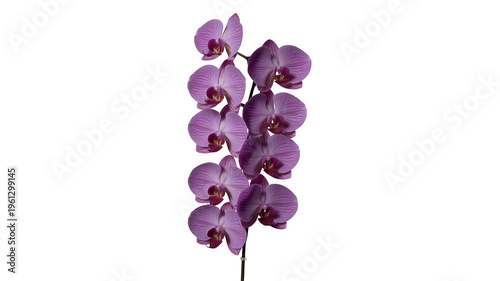 Purple orchid flowers orchidaceae floral isolated on a transparent background