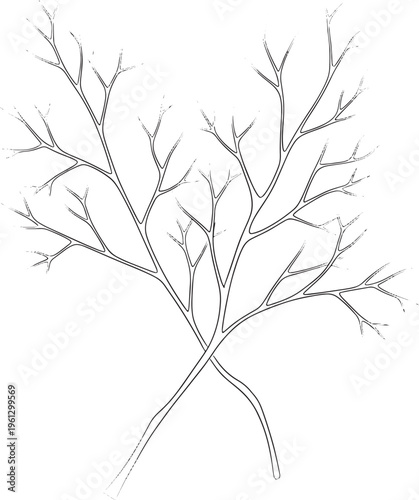 Black and white bare tree branch with line branches and twigs line twigs