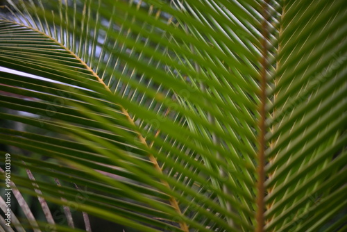 Close-up of green palm frond