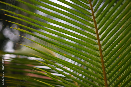 Close-up of green palm frond