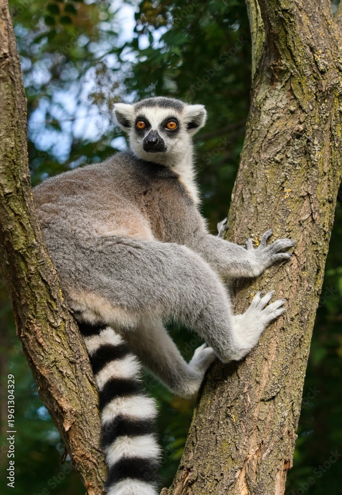 Obraz premium ring tailed lemur